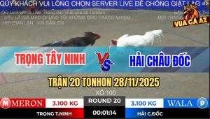 Trận 20 TonHon 28/11/2025 - Bướm Anh Hải Đá Ngay Ông Địa Que Nằm Đống