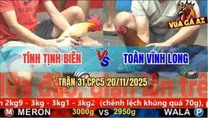 Trận 31 CPC5 20/11/2025 - Gà Bướm Anh Tính Đá Bo Như Trâu Húc