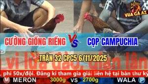 Trận 32 CPC5 6/11/2025 - Gà Xám Tý Chùa Chấp Ngông Đỏ Đưa Đi Nhập Thổ