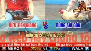 Trận 36 CPC5 21/11/2025 - Bướm Anh Dũng Đâm Gà Xám Đứng Thở OXY