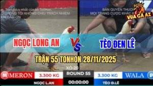 Trận 55 TonHon 28/11/2025 - Gà Bướm Anh Tèo Bảo Lộc Đâm Cựa Quá Tịch