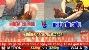 Trận 8 CPC5 25/11/2025 - Vàng Chân Xanh Hạ Knock-Out Gà Điều Anh Nhiệm