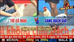 Trận 9 CPC5 20/11/2025 - Bướm Anh Trí Cà Mau Né Đâu Cũng Dính Cựa