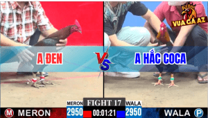 Tran 17 CPC3 30112025