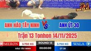 Trận 13 Tonhon 14/11/2025