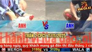 Trận 2 CPC5 11/11/2025