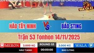 Trận 53 Tonhon 14/11/2025 