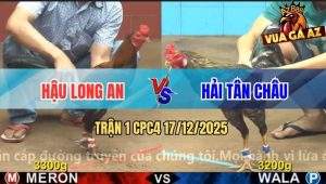Trận 1 CPC4 17/12/2025 - Gà Cú Anh Hải Mở Bát Đá Điều Anh Hậu Bất Tỉnh