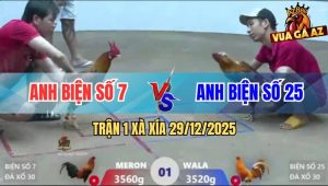 Trận 1 Xà Xía 29/12/2025 - Gà Que Đá Lớp 1 Đem Gà Vàng Ra Mần Thịt