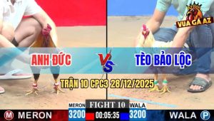 Trận 10 CPC3 28/12/2025 - Bướm Siêu Thái Anh Tèo Đá Bể Hạt Kê Gà Điều