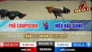 Trận 12 TonHon 10/12/2025 - Anh Hiếu Tiếp Tục Hạ Gà Anh Phộ Campuchia