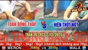 Trận 20 CPC5 3/12/2025 - Gà Bướm Anh Hiển Nuốt Ói Đá Điều Tắt Thở