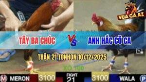 Trận 21 TonHon 10/12/2025 - Gà Khet Nuốt Ói Dí Gà Cú Anh Hắc Chạy