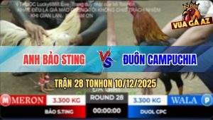 Trận 28 TonHon 10/12/2025 - Anh Bảo Sting Gặp Anh Đuôn Campuchia