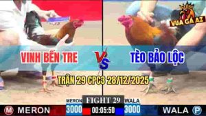 Trận 29 CPC3 28/12/2025 - Gà Anh Tèo Gãy Cánh Vẫn Tiễn Điều Đỏ Đi Bụi