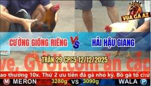 Trận 29 CPC5 12/12/2025 - Gà Úa Anh Hải Nuốt Ói Đá Que Mặt Râu Bay Bồ