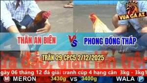 Trận 29 CPC5 2/12/2025 - Bướm Đá 1 Tăng, Điều Bắt Về Ô Chết Tốt