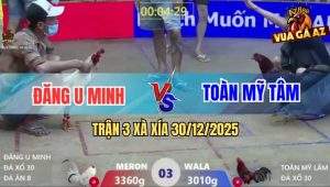 Trận 3 Xà Xía 30/12/2025 - Bướm Anh Đăng Đá Điều Giãy Chết Tê Tái