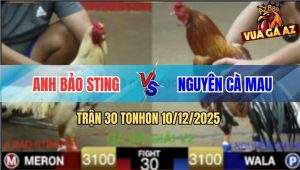 Trận 30 TonHon 10/12/2025 - Gà Bướm Bảo Sting Đá Gà Vàng Đấu Gục Đầu