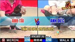 Trận 31 CPC3 28/12/2025 - Chú Tuấn Điện Thả Gà, Đối Thủ Xin Thua Non
