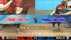 Trận 36 CPC4 16/12/2025 - Gà Điều Anh Trung Long An Đá Cựa Hơn Sơ Mít