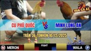 Trận 36 TonHon 10/12/2025 - Điều Má Minh Sụm Tỳ Vần Gồng Tàng Hòa