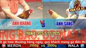 Trận 4 CPC5 2/12/2025 - Bướm Anh Sang Đá Như Chỉa Vàng Chạy Không Kịp