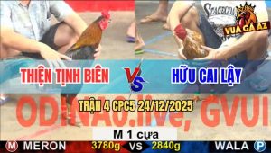 Trận 4 CPC5 24/12/2025 - Gà Anh Hữu Kém Gần 1 Kg Đá Bự Phá Đôi Bay Bồ