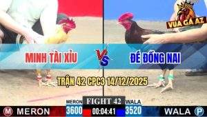 Trận 42 CPC3 14/12/2025 - Bướm Anh Minh Nuốt Ói Đá Gà Điều Bại Liệt