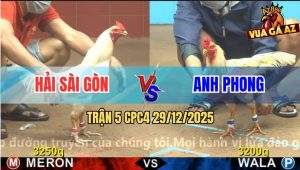 Trận 5 CPC4 29/12/2025 - Gà Bướm Đá Dồn Dập Không Cho Đối Thủ Thở