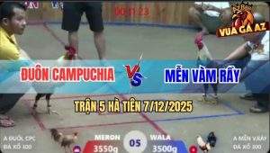 Trận 5 Hà Tiên 7/12/2025 - Gà Chuối Anh Mễn Lụm Cái Xổ 300 Quá Ngọt