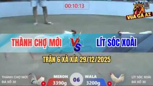 Trận 6 Xà Xía 29/12/2025 - Gà Úa Khều Nhẹ Cây Lưng Bướm Nằm Ăn Vạ