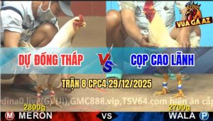 Trận 8 CPC4 29/12/2025 - Bướm Anh Dự Đứng Cầm Hơi Đảo Ngược Tình Thế