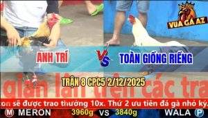 Trận 8 CPC5 2/12/2025 - Chuối Chân Chì Đá Bướm Anh Toàn Lìa Giò