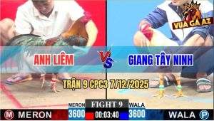 Trận 9 CPC3 7/12/2025 - Gà Điều Anh Liêm Đá Cây Cần Bướm Té Gãy Cổ