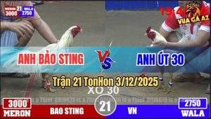 Trận 21 TonHon 3/12/2025 - Bướm Hiệu Anh Bảo Sting Lên 3 Không Thành