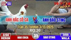 Trận 35 TonHon 3/12/2025 - Tài Nghệ Của Bảo Sting Cũng Không Cứu Nổi