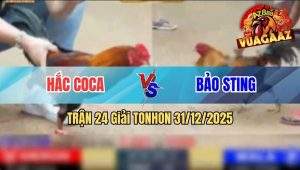 Trận 24 Tonhon 31/12/2025