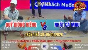 Trận 1 Xà Xía 16/1/2026 - Khét Cọp Anh Quý Đâm Điều Chân Trắng Gục Đầu