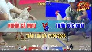 Trận 1 Xà Xía 17/1/2026 - Chuối Chân Xanh Đá 1 Phát Xin Gà Bướm 1 Giò
