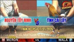 Trận 10 CPC4 17/1/2026 - Que Cọp Anh Nguyên Tây Ninh Đâm Như Chỉa