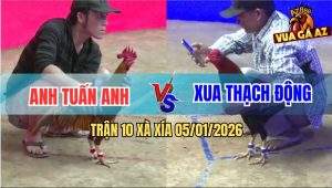 Trận 10 Xà Xía 5/1/2026 - Gà Điều Anh Xua Có Chân Xạo Lờ Cứu Chủ