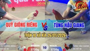 Trận 10 Xà Xía 26/1/2026 - Bướm Anh Quý Đá Gà Que Lên Bờ Xuống Ruộng