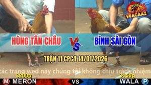 Trận 11 CPC4 14/1/2026 - Khét Anh Hùng Đá Như Máy Đâm Vàng Nằm Bẹp Dí