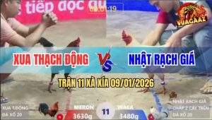 Trận 11 Xà Xía 9/1/2026 - Bướm Nhỏ Chấp 2 Cây Trên, Đá Điều Chết Tươi