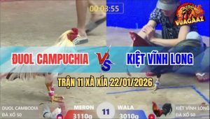 Trận 11 Xà Xía 22/1/2026 - Bướm Anh Đuol Đâm Gãy Xương Sống Gà Điều