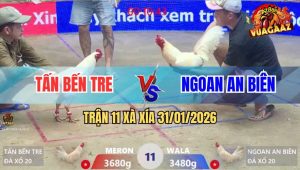 Trận 11 Xà Xía 31/1/2026 - Úa Hiệu Anh Tấn Bến Tre Đâm Như Sam Xít