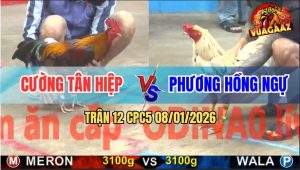 Trận 12 CPC5 9/1/2026 - Mẻ Gà Bướm Anh Phương Đâm Như Phát Xít