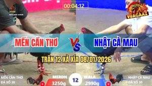 Trận 12 Xà Xía 8/1/2026 - Gà Đỏ Ra Chân Quá Tịch Hạ Gà Idol Kẽm Cà Mau