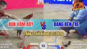 Trận 12 Xà Xía 10/1/2026 - Gà Xám Anh Bun Đá Gà Cú Anh Đang Bại Liệt